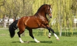 Purebred riding horse